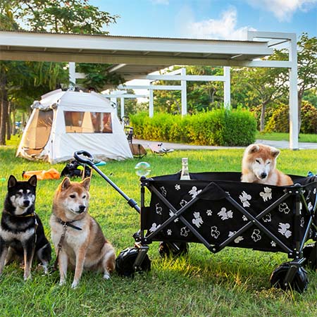 柴犬大學 柴犬越野版聚攏型露營推車 摺疊推車 手拉車 購物車 寵物推車 露營必備 野餐 四輪推車 柴柴 柴犬免運