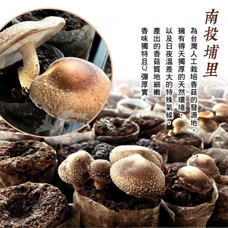 【禾鴻】南投埔里產地直送正宗台灣大香菇大包裝（300g/包）
