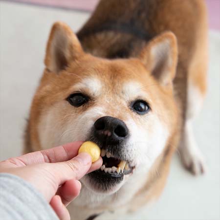 Mouthful毛師傅 100%鱉蛋凍乾 爆毛神器 護毛亮毛 護膚 卵磷脂 狗保健品 營養品 狗零食 柴犬零食 柴犬大學 柴犬免運
