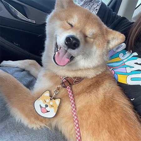 柴犬大學 大頭柴犬磁扣卡套 皮革卡套 柴柴 柴犬禮物 柴犬周邊 交換禮物 柴犬免運