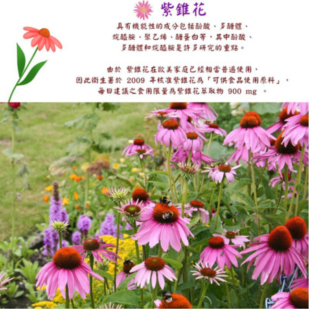 乾燥紫錐花純花（40g/包）