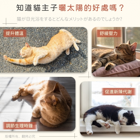 貓本屋 L號 可拆洗四季布 吸盤可折疊貓吊床貓跳台（30x52cm）