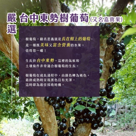 【雪莉朵辣嚴選】台中東勢樹葡萄（3斤±10%/箱）
