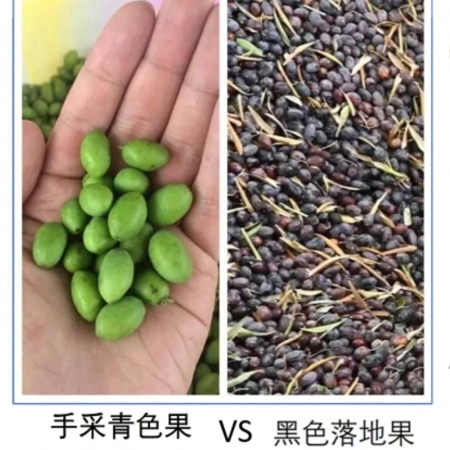 “澳利歐Aoilio”橄欖油【瓶裝】500 毫升