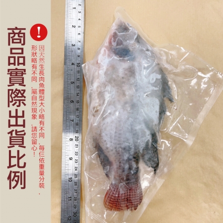 【小川漁屋】精選台灣鯛魚（250~300g/尾） 