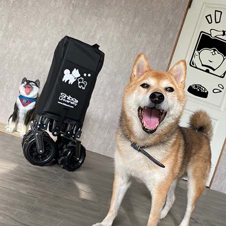 柴犬大學 柴犬越野版聚攏型露營推車 摺疊推車 手拉車 購物車 寵物推車 露營必備 野餐 四輪推車 柴柴 柴犬免運