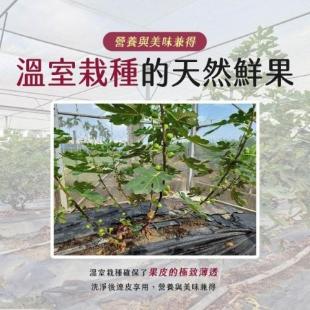 【雪莉朵辣嚴選】溫室無花果 6-11粒/1斤±5%/盒