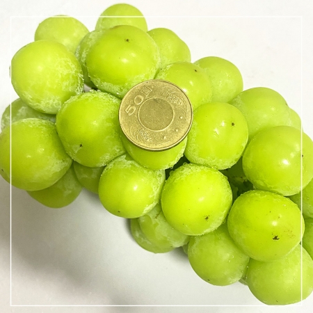 【一等鮮】韓國麝香葡萄禮盒3盒（600gx2串/盒）
